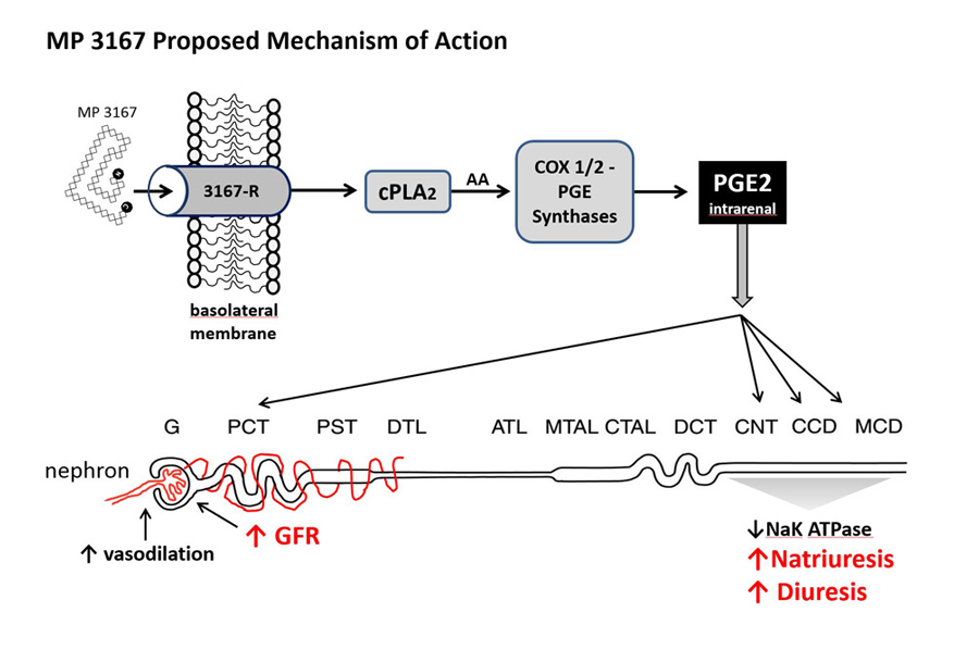 Renopeptins Proposed Mechanism of Action